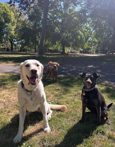Walkies